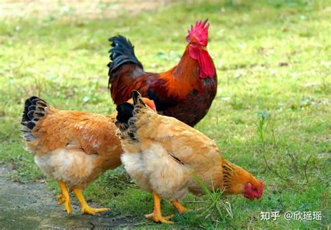 如何辨别散养土鸡和饲料鸡，它们到底有什么区别？ - 知乎