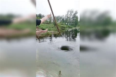 鸭子突然被拽进水中，为解密水中是否有水怪，小伙抽干池塘水_腾讯视频