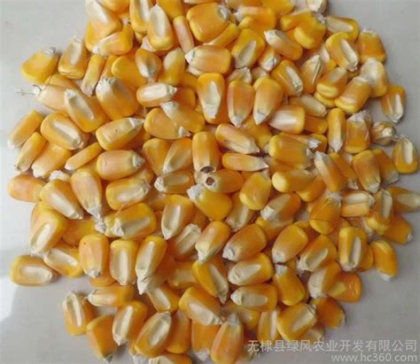 玉米种子结构图图片