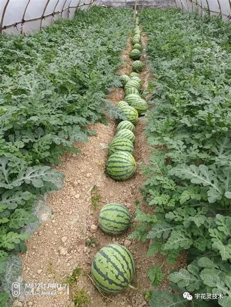 多个农技中心推广，最高净收入37500元！9个西瓜栽培模式，赶快种起来！-长江蔬菜