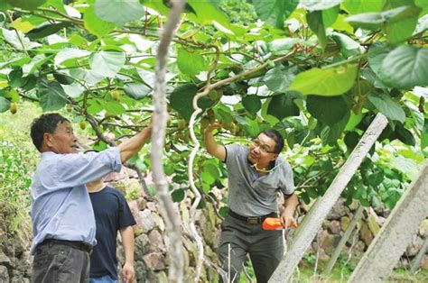 吃完猕猴桃的种子能种吗 繁殖方法 种子处理-长景园林网