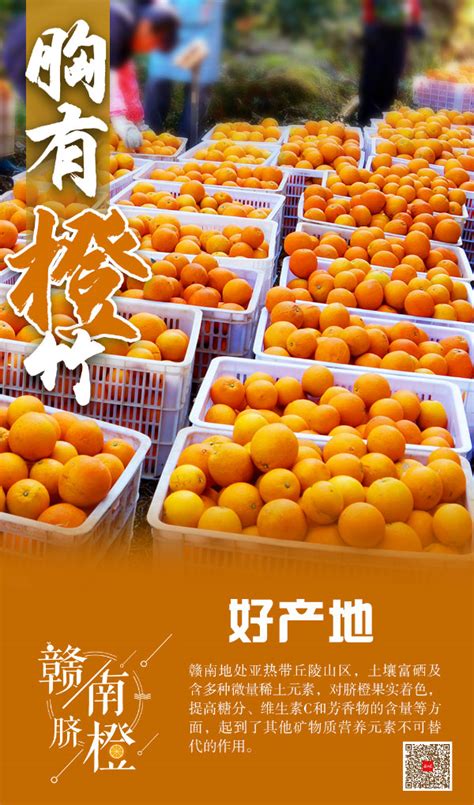 2020年赣南脐橙网络博览会开幕 李炳军宣布开幕_手机新浪网