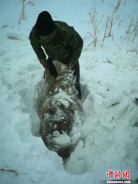 新疆北部连日降雪多地受灾 牧民羊群被雪掩埋（图）--地方领导--人民网