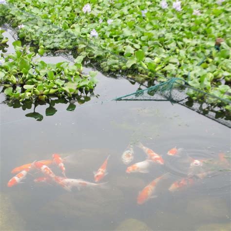 鱼鸭综合养殖池塘条件有哪些要,鱼塘里养鸭子对鱼有何影响 - 品尚生活网