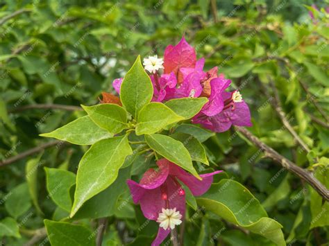 Premium Photo | A purple and white flower with a white center is in a ...