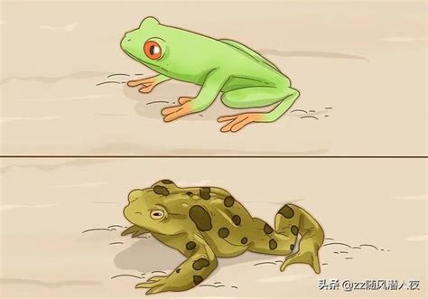 青蛙是怎么睡觉的?青蛙的十大特点和生活特征_探秘志