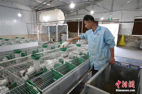 大型养殖场兔笼 自动喂料欧式繁育笼子 肉兔养殖笼-258jituan.com企业服务平台