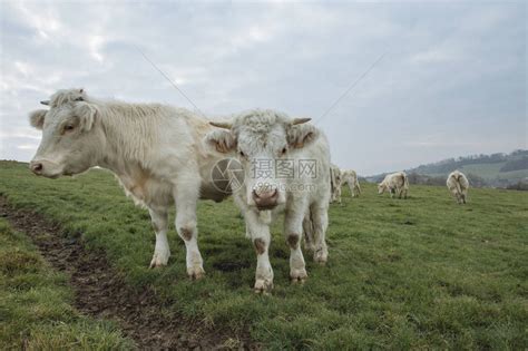 牛群在田野上放牧法国诺曼底养着大头牛在乡高清图片下载-正版图片503255777-摄图网