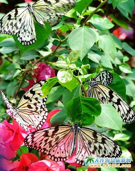 台湾＂大帛蝴蝶＂在旅顺蝴蝶园繁育成功