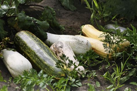 南瓜居然有这么多个品种？国内10种好吃南瓜，你吃过哪几种？
