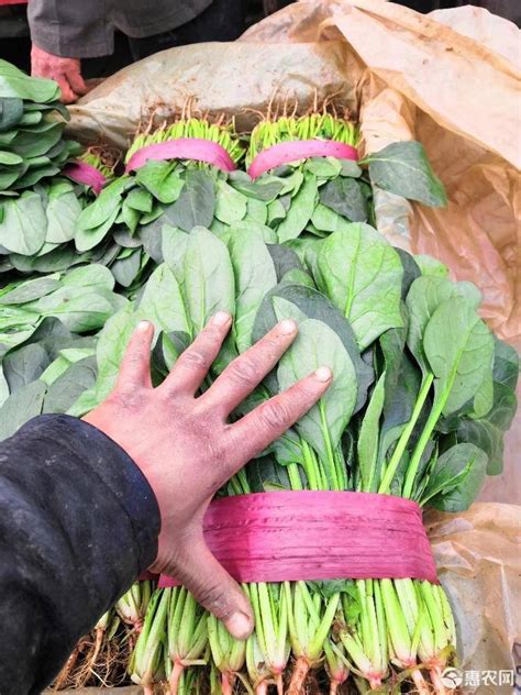[圆叶菠菜批发]圆叶菠菜 20~25cm 价格1.3元/斤 - 惠农网