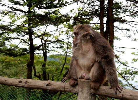 【峨眉山上的猴子摄影图片】生态摄影_太平洋电脑网摄影部落