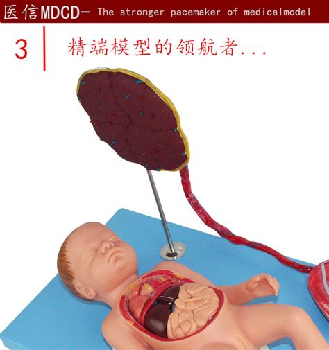 胎盘脐带与胎儿附内脏模型 新生儿内脏解剖 出生婴儿脐带胎盘模型-阿里巴巴