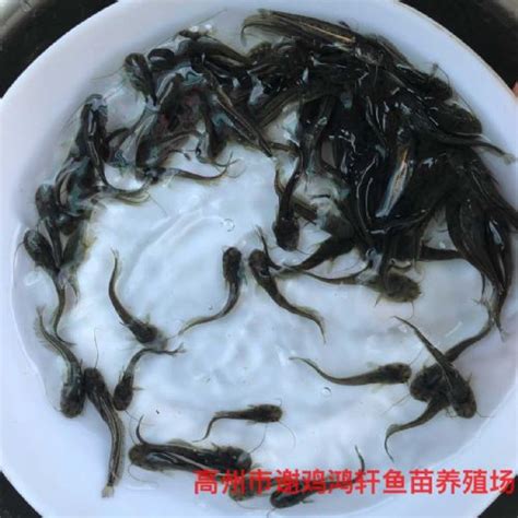 梅江河的小鱼 - 热点 梅州时空