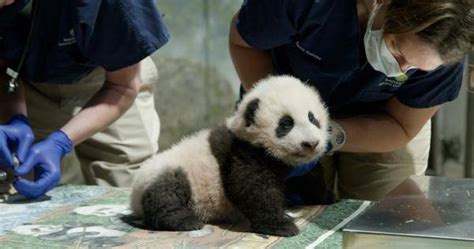 “小奇迹”，你好！旅美大熊猫“美香”的新生幼崽有名字了_动物园