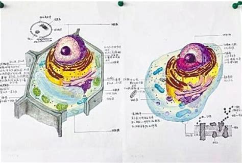 细胞的基本结构图手绘,手画植物细胞结构图,细胞结构图手绘简图_大山谷图库