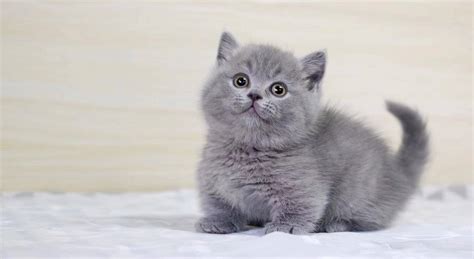 英国短毛猫(英短) 英短蓝猫 /编号10141000 - 宝贝它