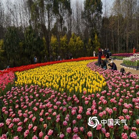 桂林的花花又上新了 这次轮到“花中皇后” 市区多条道路月季盛开-桂林生活网新闻中心