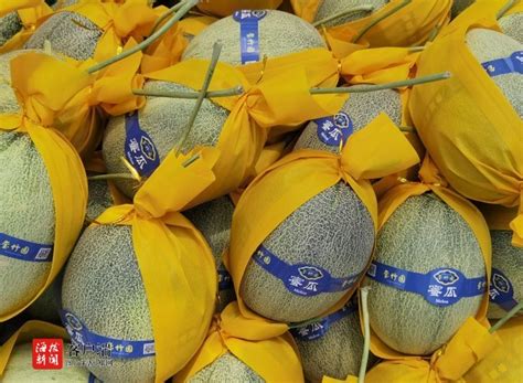 海南鲜哈密瓜首次走出国门 八所海关助力擦亮地方特色农产品品牌