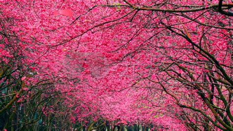 粉色的樱花树高清图片下载-正版图片307590263-摄图网