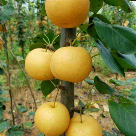 如何种植梨树，梨树能种在自家院子里吗，梨树的种植技巧有哪些 - 农敢网
