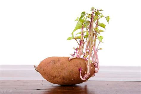 红薯什么时候种植最好(种植红薯高产的技巧有哪些)-风水人