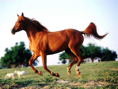 中国古代十大名马 中国历史最著名的马有哪些_曹操