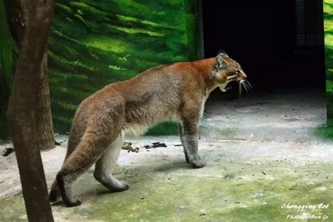 西双版纳首次拍到国家一级保护动物金猫影像