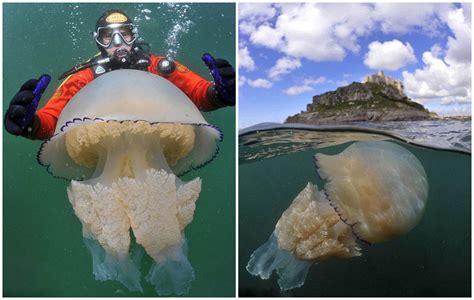 海水变暖致英境内现35公斤巨型水母_频道_凤凰网