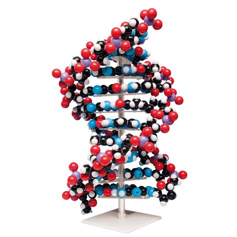 3D DNA strand molecule concept human anatomy | CGTrader