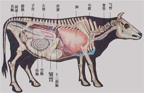 执业兽医网-牛羊-牛4个胃都有什么功能？容易发生哪些疾病？