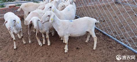 澳洲白绵羊价格种公羊价格山东大型养殖场 山东菏泽 杜柏羊-食品商务网