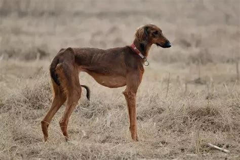 它是哮天犬的原型 中国速度最快的细犬如今却濒临灭绝 » 首页-武汉中博绿亚生物科技有限公司