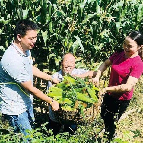 科研玉米被偷摘 放到市场上买值上千万 有同学或因此无法毕业 -新闻中心-杭州网