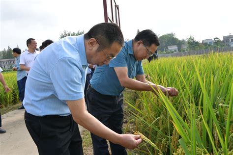 2022年湖北省种业创新现场推进会在仙桃召开--湖北省农业农村厅