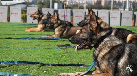 开屏新闻-走进云南警犬训练基地，看屡立奇功的汪汪队是如何炼成的！
