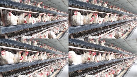 养鸡养殖业视频特效素材-千库网