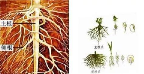 植物的根系特写高清图片下载-正版图片600001923-摄图网