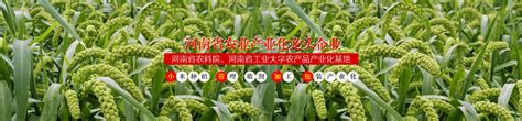 小米食品系列_林州绿色小米,禾泰小米,禾泰谷品,藏香猪养殖基地,河南洹茂绿色农牧科技有限公司