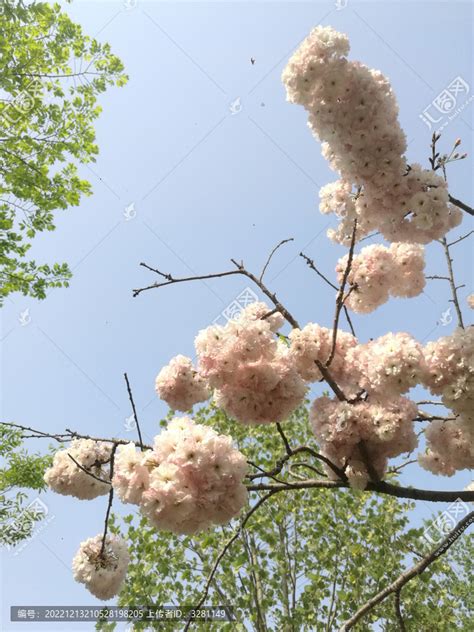 四川乐山李花开放如雪 一簇簇缀满枝头-天气图集-中国天气网