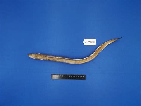 星康吉鳗 Conger myriaster (Brevoort , 1856) - 专题库 - 国家动物标本资源共享平台
