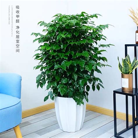 绿宝树图片