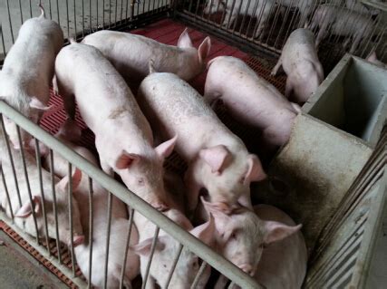 淄博大白公猪报价,二元母猪养殖基地产品大图
