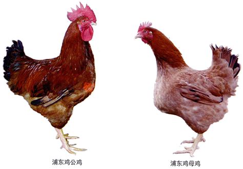 什么样的鸡是三黄鸡？三黄鸡和土鸡哪种营养价值更高呢？-