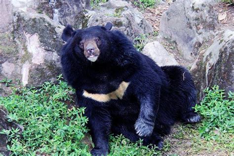 十大熊类战斗力排名 这些巨型的熊类生物战斗力很猛_探秘志