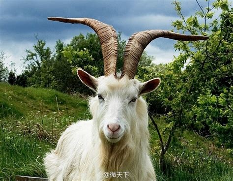 中国羊年是指山羊还是绵羊？|中国|羊年-知识百科-川北在线