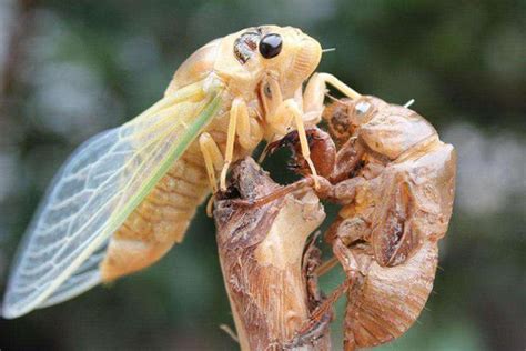 金蝉人工养殖技术 蝉养殖 养殖蝉食用方法