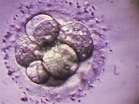 带你看看受精卵怎么培养 胚胎怎么评级 - 知乎