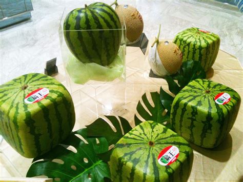 西瓜有哪些常见品种，包括麒麟瓜、黑美人瓜、无籽西瓜等种类 - 新三农