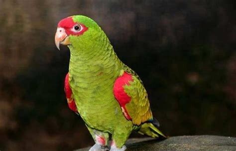 世界上最聪明的鹦鹉 会说150个单词和各种物品颜色
